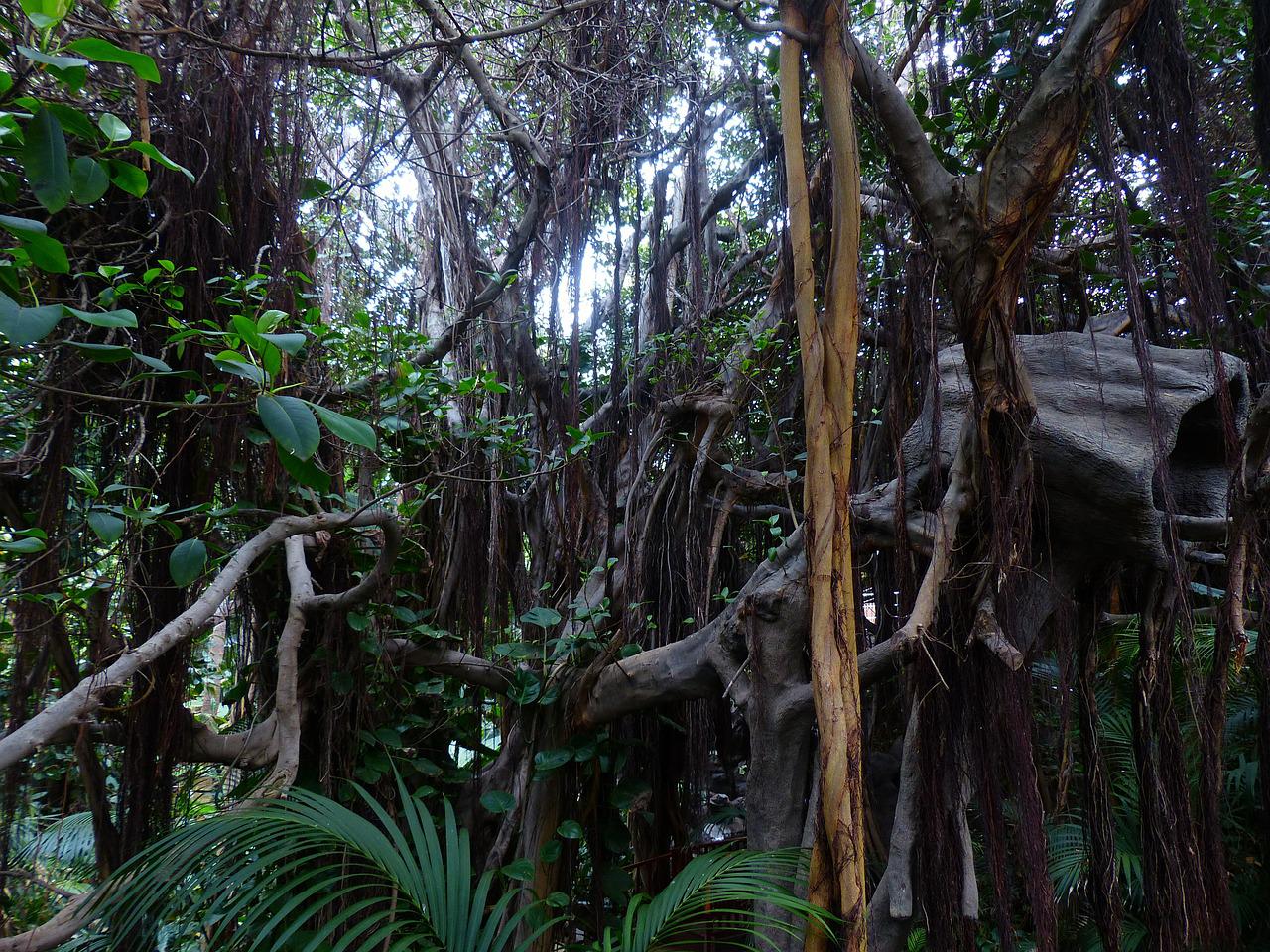 jungle, lianas, trees